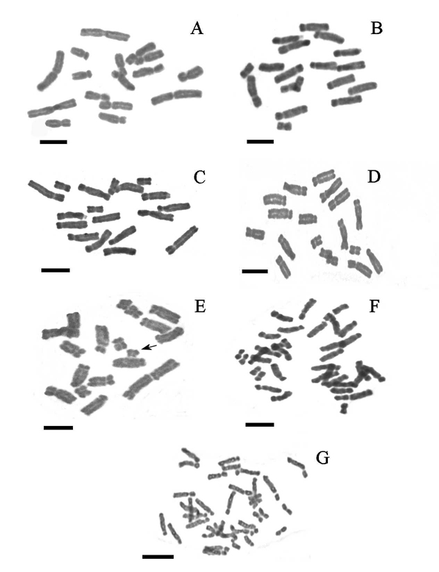 cariotipo famatina-rhodophiala